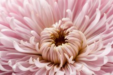 Close-up roze chrysant_320397882_ds9